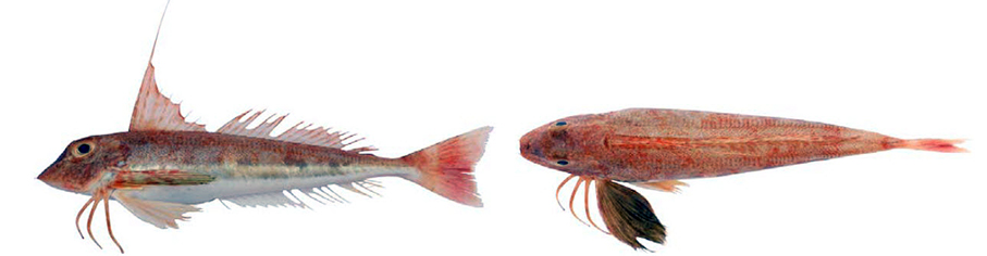 Chelidonichthys obscurus_07.jpg